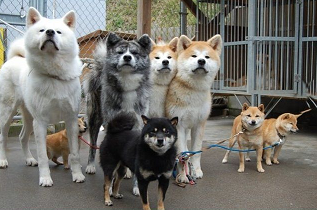 shiba inu squad.webp