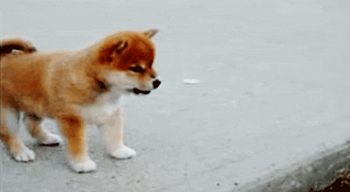 шиба1.gif