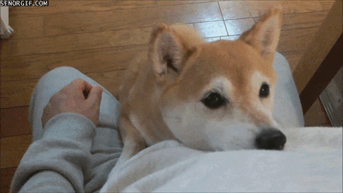 шиба2.gif