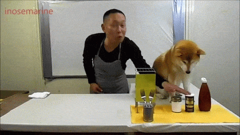 шиба5.gif