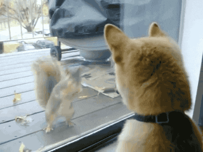 шиба6.gif