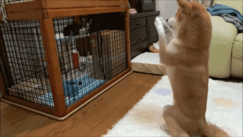шиба7.gif
