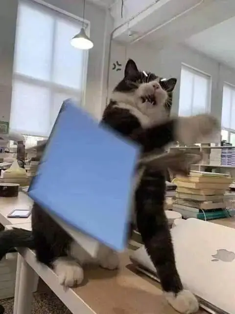SKGmBishg.webp