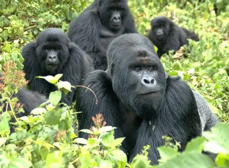 sn-gorillasH-450x330.webp