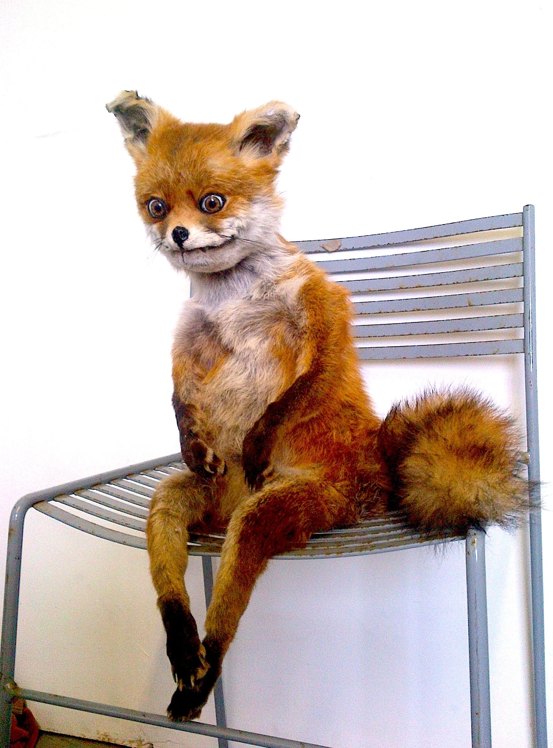 Stoned_Fox.webp