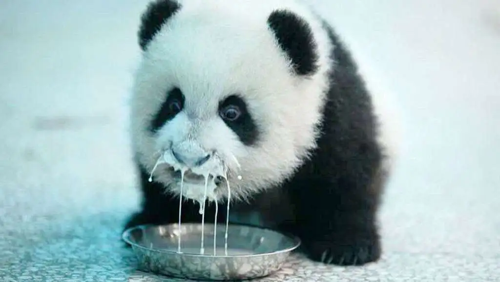 sweetpanda.ru-003.webp