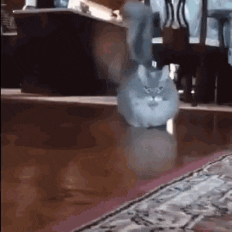 tenor.gif