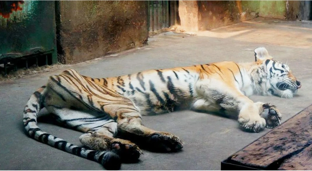 tigg11.webp