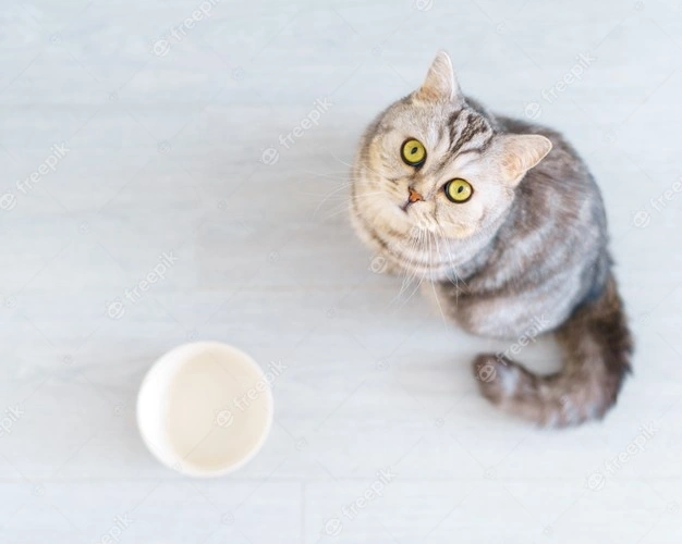 top-view-scottish-hungry-cat-wants-to-eat-looking-pitifully-kitten-siting-in-kitchen-floor-an...webp