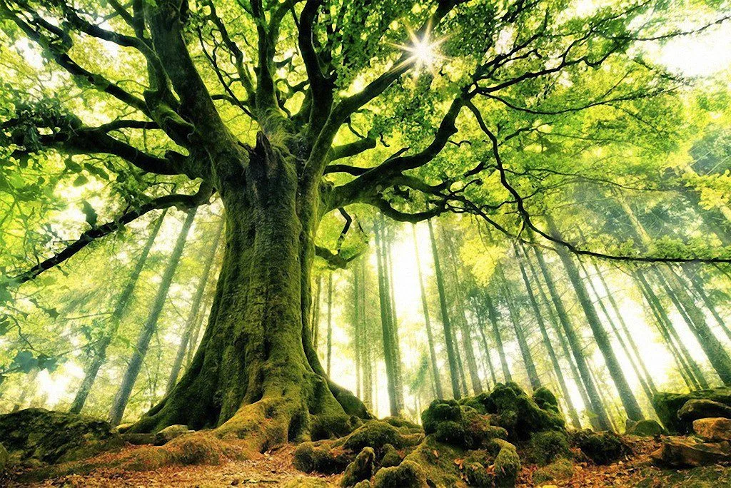 trees13.jpg