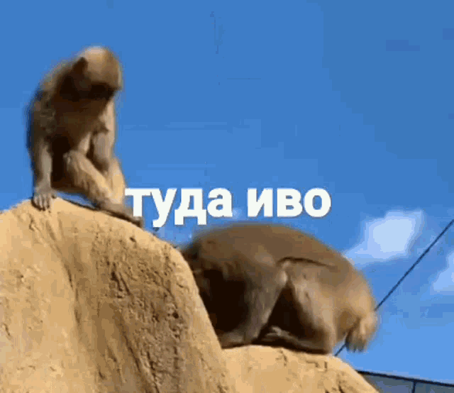 туда-тудаиво.gif
