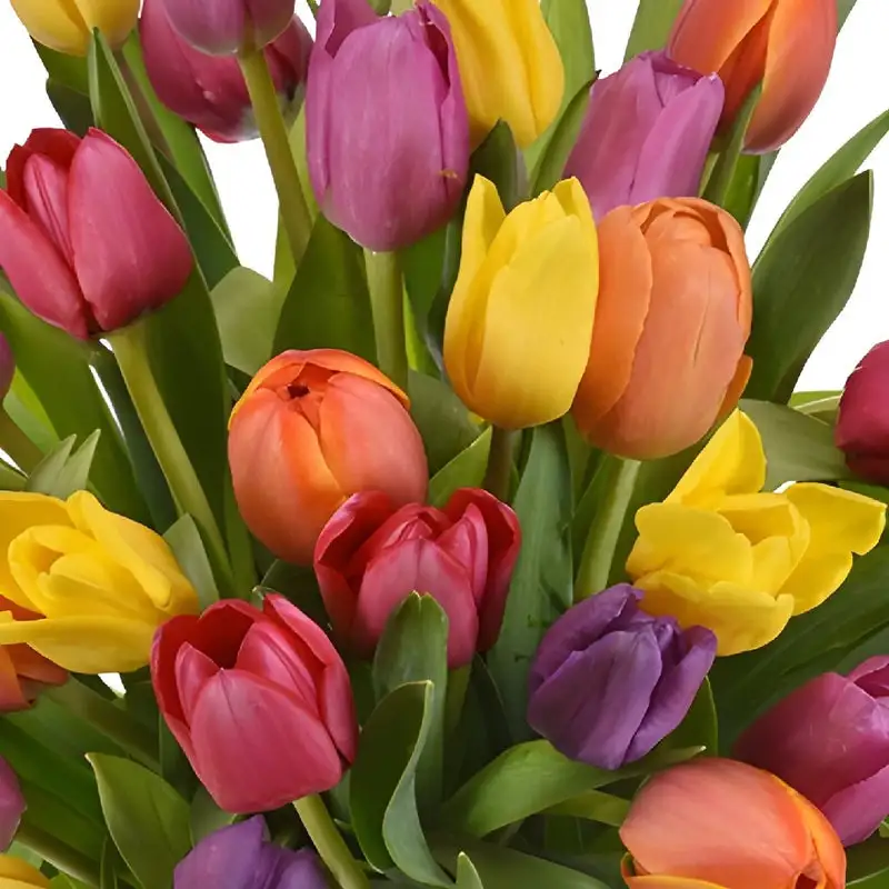 Tulips_Bouquet_Large_Close_Up_350_b23b8db6_a6628655-4a74-4e1f-a43e-107415d7128a.webp