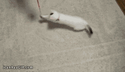 tumblr_miku2vR9p41qzcv7no1_250.gif