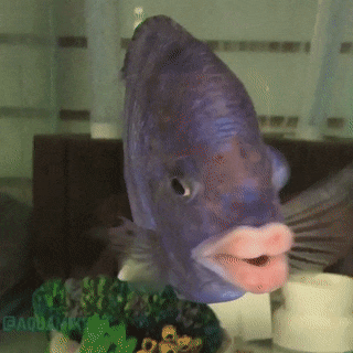 tumblr_pa3nipNjZV1x8q01eo1_400.gif