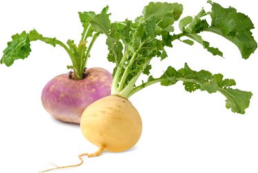 turnip.jpg