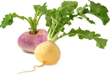 turnip.webp