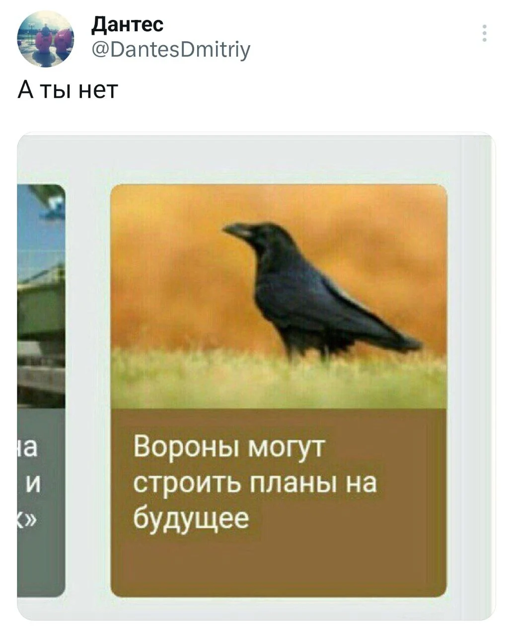 twitter-интернет-ворон-птицы-7939288.webp