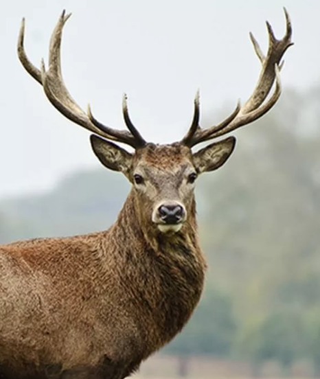 upload_2017-8-9_6-20-43.webp