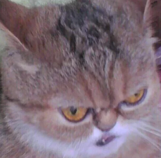 upload_2019-4-9_0-9-32.webp