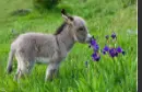 upload_2019-5-4_0-51-34.webp