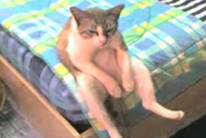 вааааааааааааааааааа.webp