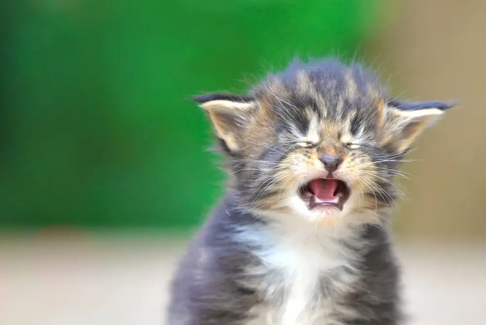 very-sad-kitten-1.webp