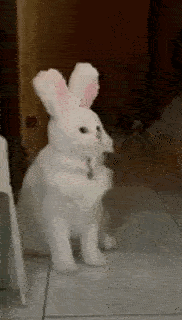 VID_20240114_160914_582.gif