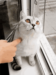 viralhog-cat.gif