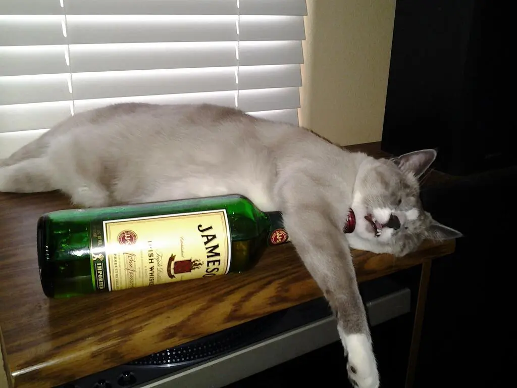 vodka2.webp