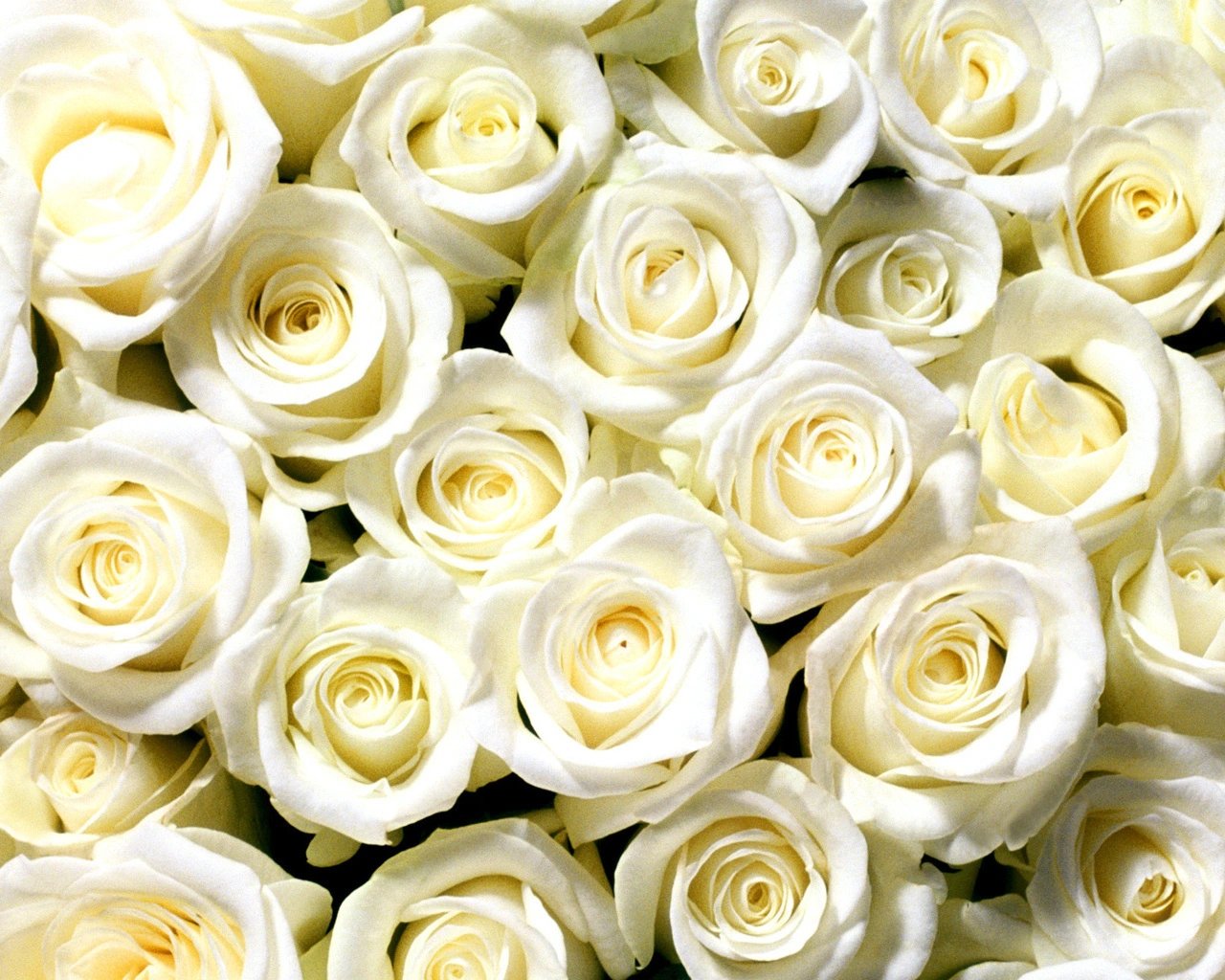 wallpapers_77463.webp