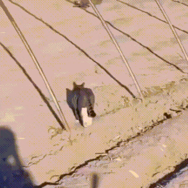 WhatsApp2024-07-2615.16.18_423d8e3a-ezgif.com-optimize.gif