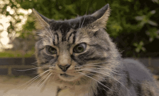 Where will your cat be when the catnip kicks in.gif