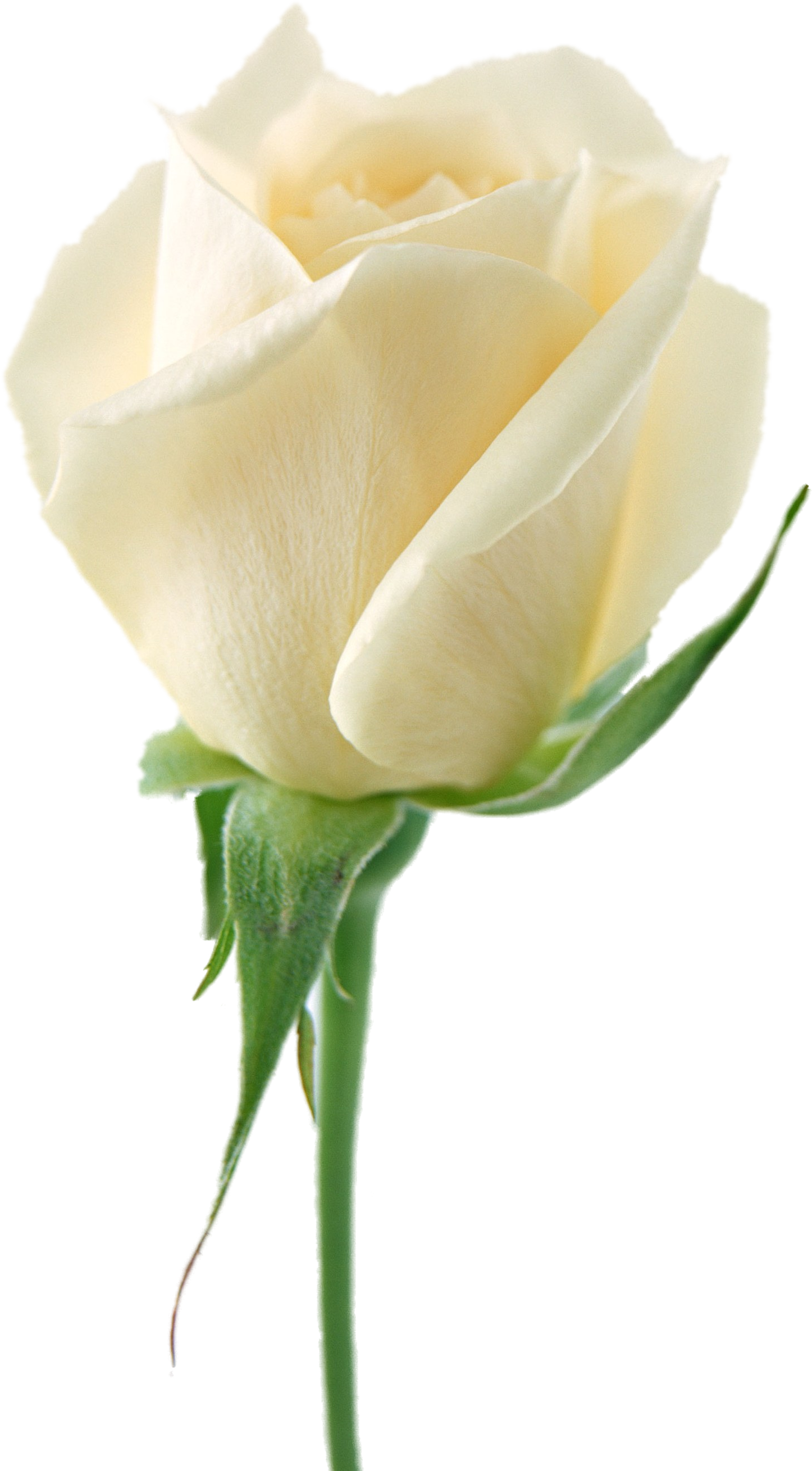 white-rose-48790.png