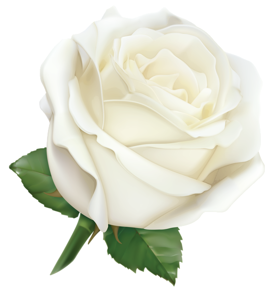 white-rose-48793.png