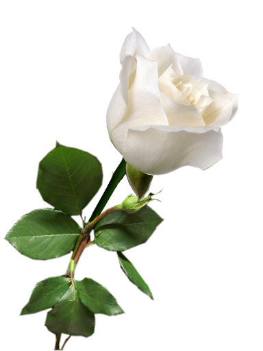 white-rose-48795.png