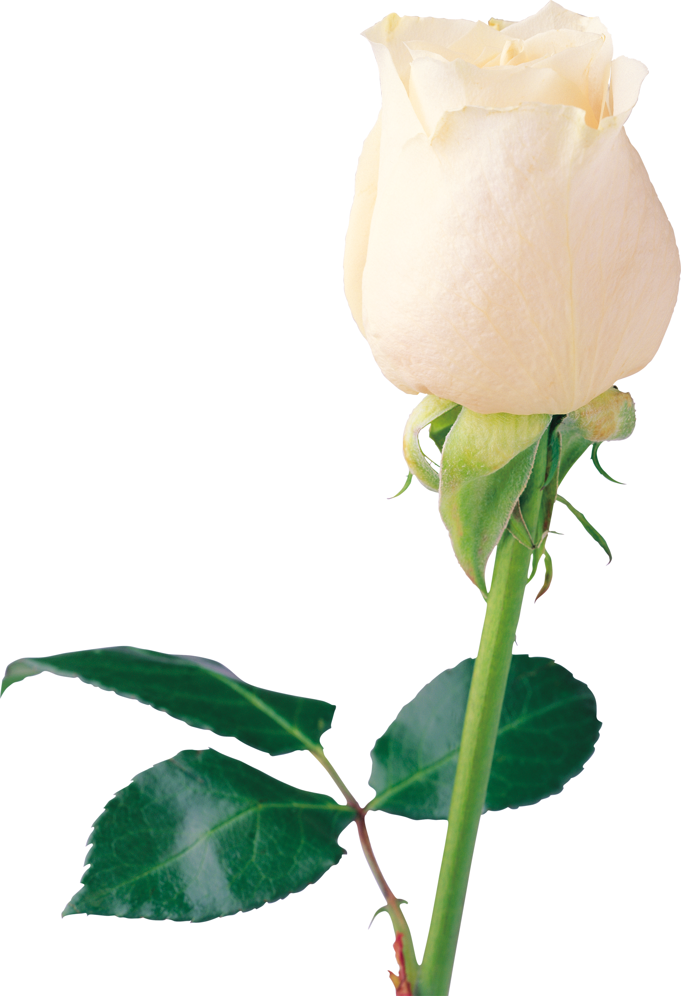 white-rose-48801.png