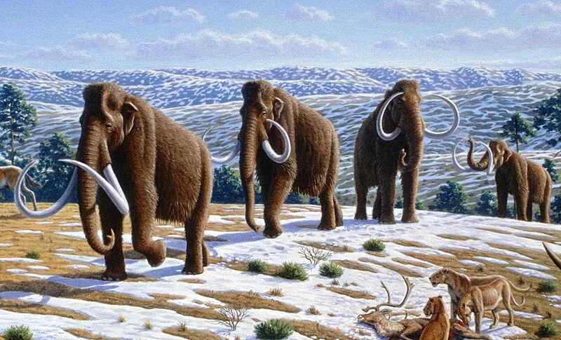 Woolly_mammoth_(Mammuthus_primigenius)_-_Mauricio_Antón.webp