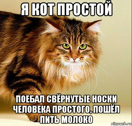ya-kot-prostoy_119431224_orig_.webp