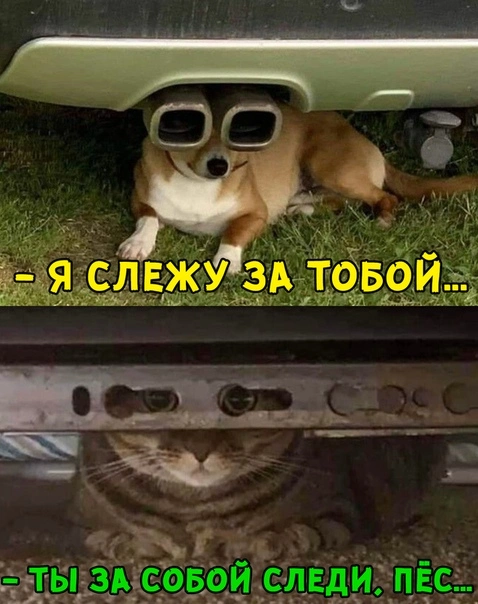 я за тобой слежу.webp