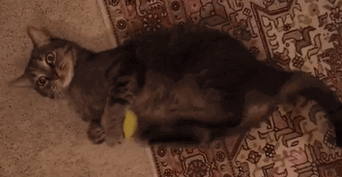 Yo7e.gif