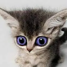 загружено.webp