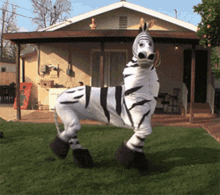 zebra-football.gif