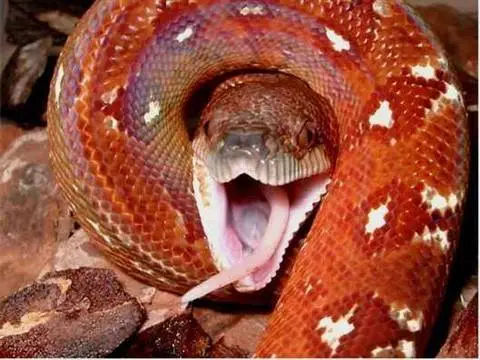 злойудав.webp