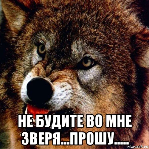 zloy-volk_141229944_orig_.webp