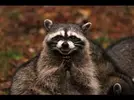 hqdefault.webp