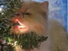 c56a68900a5100e5bdca7c904c9c0bce.webp