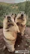 Руками_не_трогать.gif