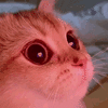 heart-eyes-cat.gif