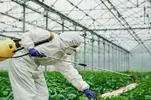 young-greenhouse-female-worker-in-full-white-protective-uniform-watering-plants-inside-of-hot...webp