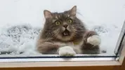 maxresdefault (1).webp